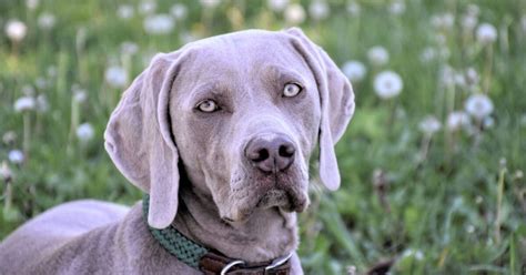weimaraner carattere